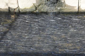 水面埋め尽くす魚の大群　“春の珍事”に付近の住民困惑「地震影響？」　市原の水路