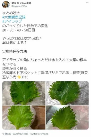 「大葉」みずみずしく保つ方法　アイラップ使えば「30日まで安定」