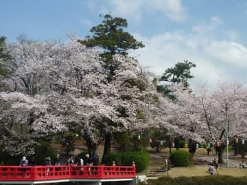 「岩槻城址公園桜まつり 」3/31(木)まで開催。18:00からは提灯点灯も