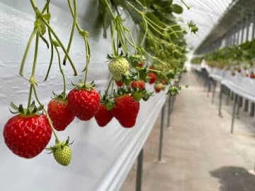 【千葉エリア】食べ比べやユニークな自販機も！　千葉のいちごスポット5選