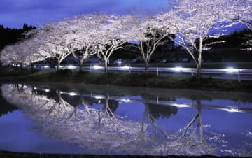 幻想的…水鏡に夜桜　 田園地帯が薄ピンク色に　いすみ市札森地区でライトアップ