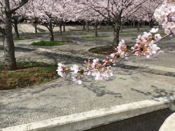 お花見に行ける人気スポット！習志野市「さくら広場（幕張）」2022
