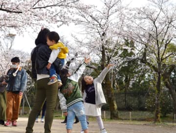 桜満開、マスク姿で満喫　花冷えの週末　千葉・亥鼻公園