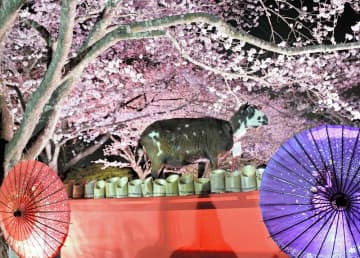 夜桜とヤギが華麗に「共演」　満開の中、夜間営業しライトアップ　成田ゆめ牧場
