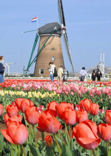 佐倉でチューリップ見頃　オランダ風車に映える55万本