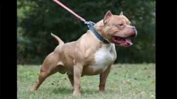 大型犬ピット･ブル逃げ出す　動物病院から 体長130cm