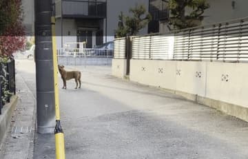 【速報】逃走中の“最強の闘犬”大型犬ピット・ブルを捕獲　直前には取材班と遭遇　