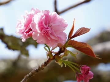 八重桜楽しんで！自宅庭の70本公開　大多喜・斎藤さん　4月末にはツツジが主役に