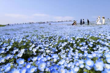 丘一面、青空色に染まる　530万本、ネモフィラが見頃