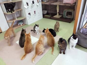 現在里親募集中のニャンズ紹介その２～第５１回～