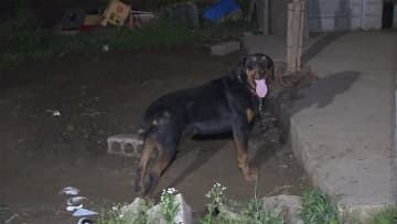 ドーベルマン4匹が逃走　警察など捜索し無事確保