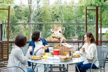 ザ・バンブーフォレスト、キリンと朝食を楽しめるオプションプランを再開［千葉］