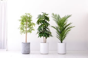 ナノダイヤモンド触媒でコーティングした人工観葉植物　メンテナンス不要で耐久性や消臭効果も、HIGH-STANDARD&CO.