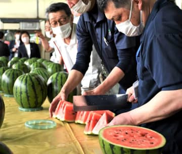 富里スイカ、出荷始まる　甘さ、みずみずしさ確認　最盛期前に査定会