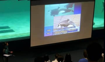 シャチの生態解説します　鴨川シーワールド　14、15日に特別講座
