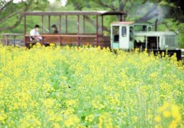 遅咲きの菜の花2万本見頃　成田ゆめ牧場、トロッコ列車と共演