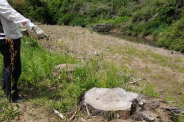 【独自】千葉県、民有地の樹木を無断で伐採　「大切な杉、切られた」　補償問題も浮上