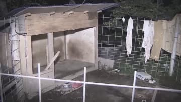 ドーベルマン2匹がまた逃走…飼い主は「盗まれた」と主張　周辺住民の不安続く