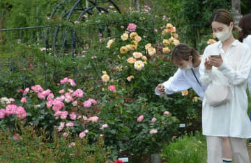 園内では2500株のバラが来園者を出迎える＝昨年5月、佐倉市