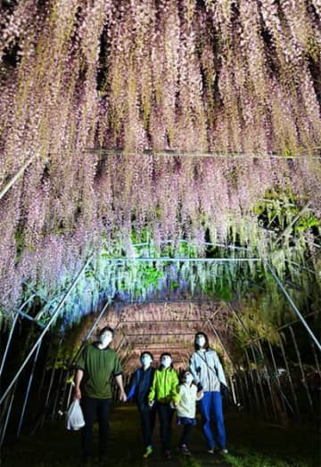 春の夜を彩る藤のトンネル＝14日、奥州市江刺岩谷堂・歴史公園えさし藤原の郷