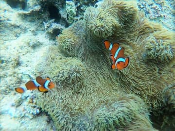 沖縄のリゾートで「クマノミ」に会える　海中探検が楽しくなるレクチャー付き