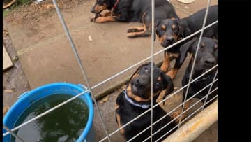 飼い主を外出させた隙に犯行か　ドーベルマン2匹窃盗 3人逮捕