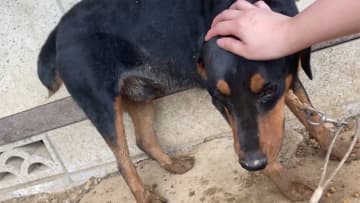 ドーベルマン窃盗 3人の手口　飼い主を誘い出し犯行か