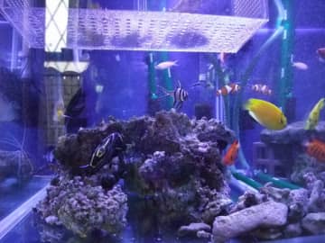 夫の趣味に大迷惑　「死滅回遊魚を飼おう！」と夫　巨大化する水槽、1日がかりの水換えに妻は……