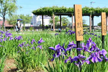 ハナショウブ涼しげに咲き誇る　「あやめ祭り」開幕　香取・水郷佐原あやめパーク