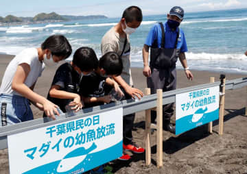 鴨川シーワールド、千葉県民対象に入館割引　6月2～30日　15日はマダイ放流体験も