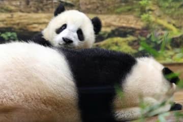 双子パンダのダブル授乳！可愛すぎる奇跡の瞬間を発見撮