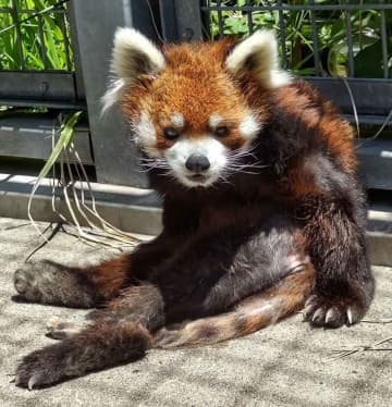 レッサーパンダ「風太」体調回復　9日から2カ月ぶり展示　立ち姿人気、来月19歳の「後期高齢者」　千葉市動物公園