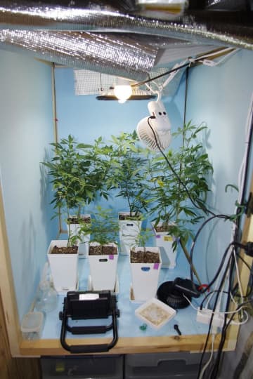 自宅で大麻栽培疑い　蛇行運転の車、職質でビニール袋発見　勝浦の男を再逮捕
