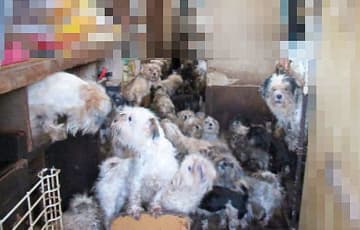 犬221匹飼育で書類送検　動物愛護法違反疑い、千葉