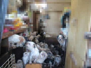犬221匹飼育、63歳女を虐待容疑で書類送検　「こんなに増えるとは…」　悪臭、鳴き声…周辺から苦情　千葉・八街