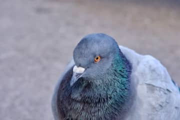 迷惑すぎる！「近所の人がハトに餌やりしながら喫煙。朝から晩まで鳴き声が続いて寝不足です」ご近所トラブルエピソード