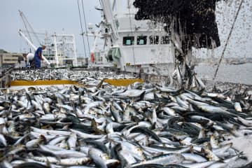 「入梅イワシ」水揚げ　銚子漁港に活気　一年で最もおいしい時季
