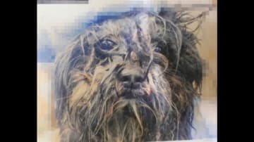 「こんなに増えるとは」「全ての犬に愛情持っている」一軒家に犬221匹　汚すぎて車で生活も　“多頭飼育”容疑者の言い分