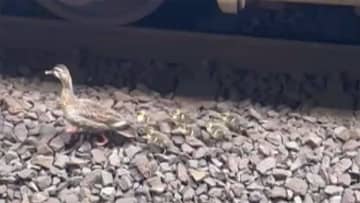 駅の線路にカルガモの親子　モップで“誘導”通勤客ほっこり