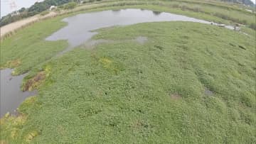 “地球最悪”の侵略的植物　脅威の繁殖力で被害拡大