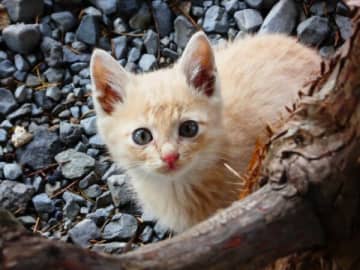 「愛犬の散歩中についてきた野良猫」が、今では老犬のサポートをしている話