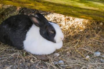 「ペットのウサギが死に際に、お別れを言いに……」不思議なエピソード