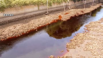 水面が赤茶色に...魚が死ぬ　千葉県の川で異変 有害物質が