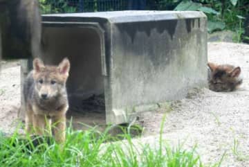 くつろいだ様子のオオカミの子どもたち＝鹿児島市の平川動物公園