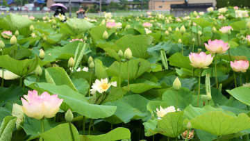 白やピンクのハスの花が咲き始めているふづきの池＝大垣市米野町