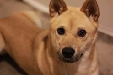 「チビはリードごと誰かに連れて行かれてしまいました」 その8年後、よく似た犬が現れて……