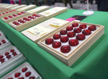 1粒4万円！サクランボ、青森　初競りどよめき、昨年最高値超え