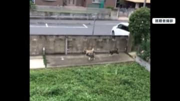【独自取材】自宅周辺で“放し飼い”状態…「24時間ずっと鳴いている」犬18匹多頭飼育