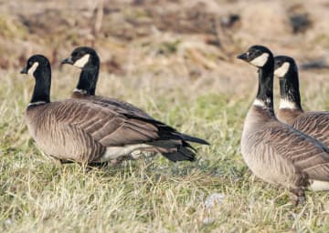 山階賞に「日本雁を保護する会」　個体数復活や調査研究