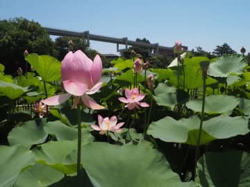 今が見頃！早起きをして千葉公園にオオガハスを観に行こう！